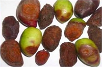 Phytopathological Problems & Phytosanitary Aspects of Olives : Known and Newly Emerging Threats